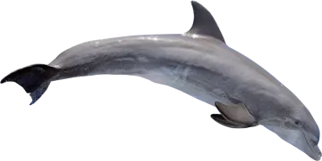 a dolphin jumping out of the water