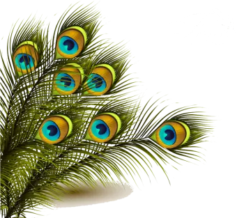 a bunch of peacock feathers on a white background