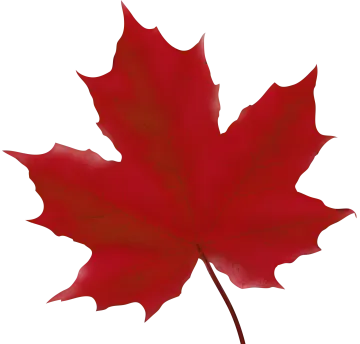 a red maple leaf