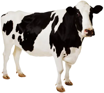 a black and white cow standing on a white background