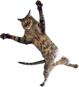 a cat that is jumping in the air