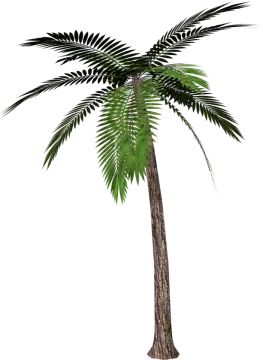 a palm tree on a white background