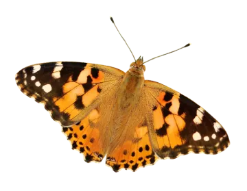an orange butterfly on a white background