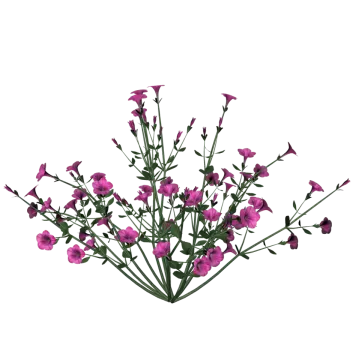 a bunch of pink flowers on a white background