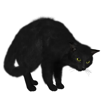 a black cat with yellow eyes is walking