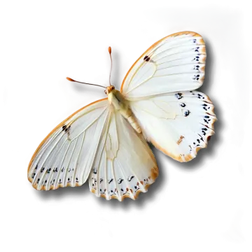 a white butterfly with black spots on its wings