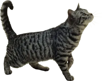 a black and white striped cat