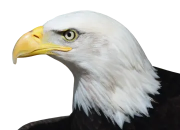 an eagle with a white head and yellow beak