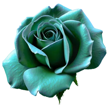 a blue rose on a white background