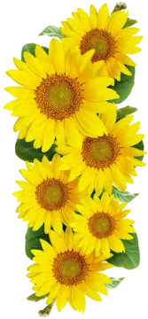 a bunch of yellow sunflowers