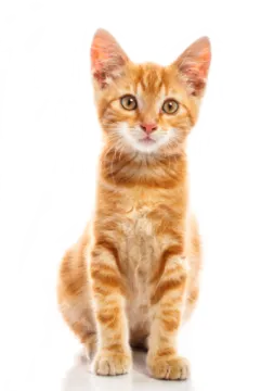 an orange kitten sitting on a white surface