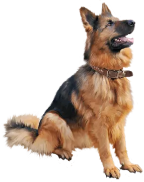 a painting of a german shepherd dog
