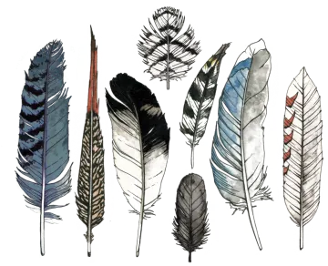 a collection of feathers in different colors