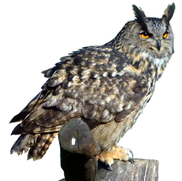 an owl sitting on top of a wooden post