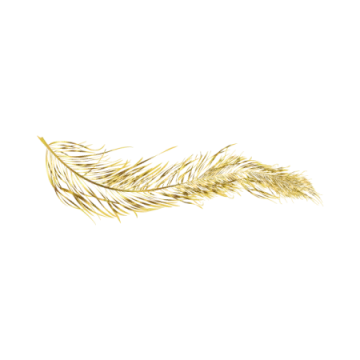 a gold feather on a white background