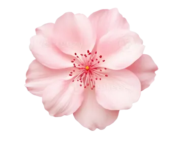 a pink flower on white background