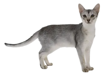 a gray and white kitten standing on a white background