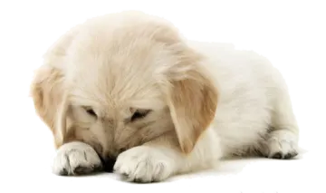a puppy is laying down on the ground