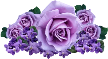 a bunch of purple roses with green leaves