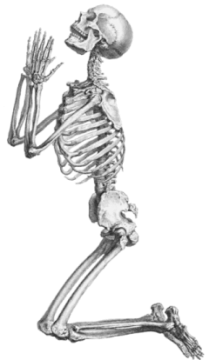a skeleton is shown in this image