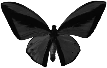 a black butterfly on a white background