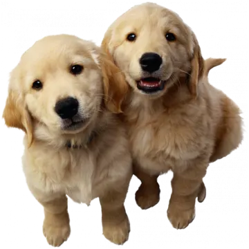 two golden retrieve pup