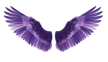 a purple bird wing on a white background