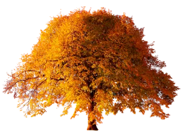 a tree with yellow leaves on it