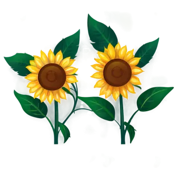 two sunflowers on a white background