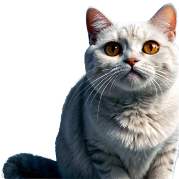 a gray and white cat
