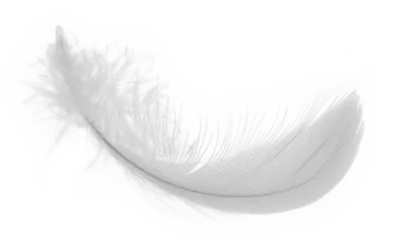 white feather on a white background
