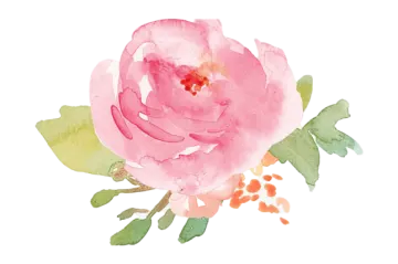 a watercolor rose on a white background