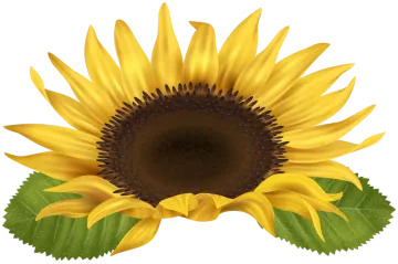 a yellow sunflower with green leaves