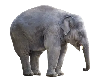 an elephant standing in front of a white background