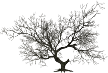 a tree with no leaves on it