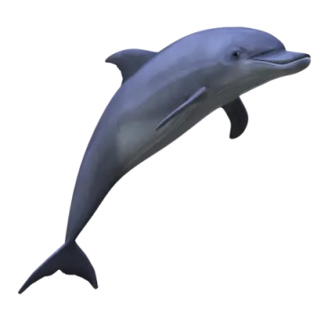 a dolphin jumping out of the water on a white background