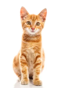 a small orange kitten sitting on a white surface