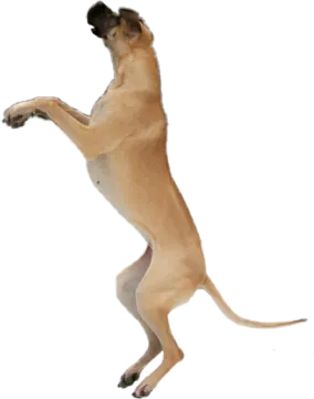 a dog is jumping up in the air