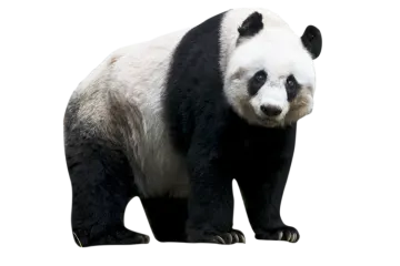 a black and white panda bear