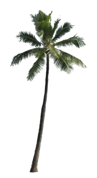 a palm tree on a white background