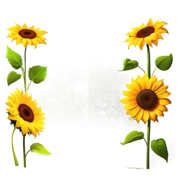 two yellow sunflowers on a white background