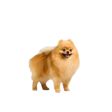 a small dog standing in front of a white background