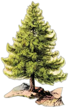 a drawing of a pine tree
