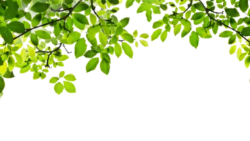 green leaves on a white background