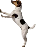 a dog is jumping up in the air