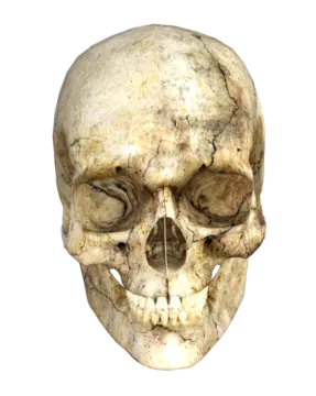 an image of a human skull