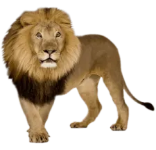 a lion standing in front of a white background