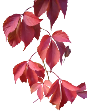 red autumn leaves png
