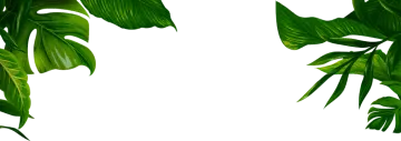 two green leaves on a white background