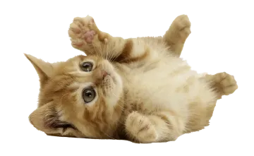 a kitten laying on its back on a white surface